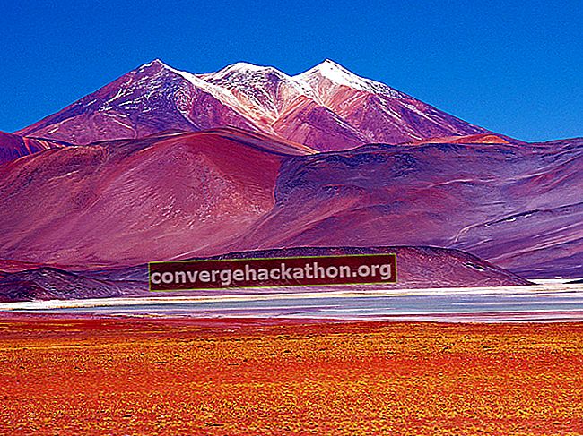 Panorámica de la vicuña (Vicugna vicugna) pastando cerca de las salinas, el desierto de Atacama, Chile