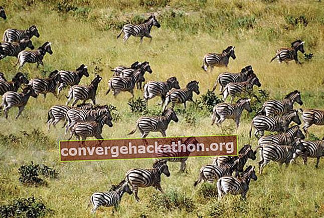 Les zèbres et autres animaux sauvages pouvaient librement circuler à travers les frontières nationales dans la zone de conservation transfrontalière de Kavango Zambezi Transfrontier Conservation, inaugurée en 2012.