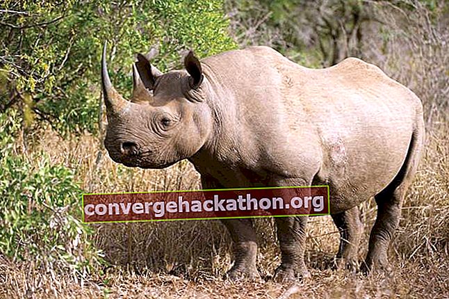 Den kritiskt hotade svarta noshörningen var bland de ”fem stora” arterna som förväntades dra turister till det nyöppnade Kavango Zambezi Transfrontier Conservation Area, som öppnade i mars 2012.