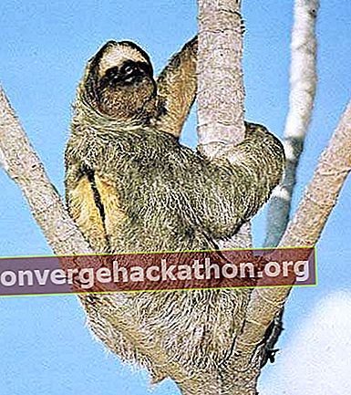 Tre-toed sloth (Bradypus tridactylus)