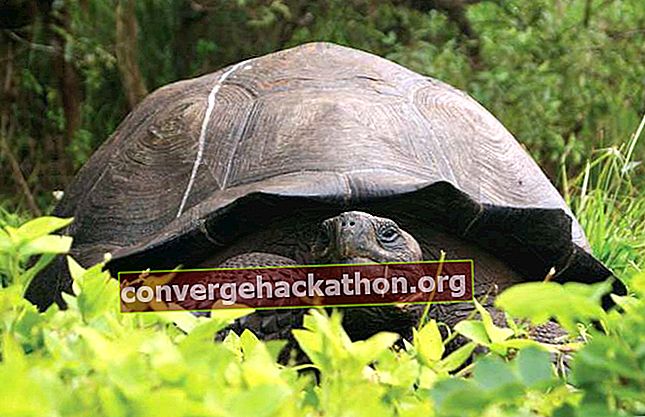 Galápagos sköldpadda (Chelonoidis donfaustoi)