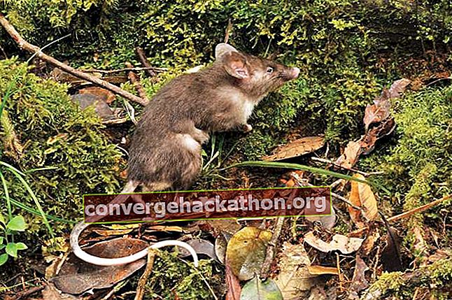 hog-nosed råtta (Hyorhinomys stuempkei)