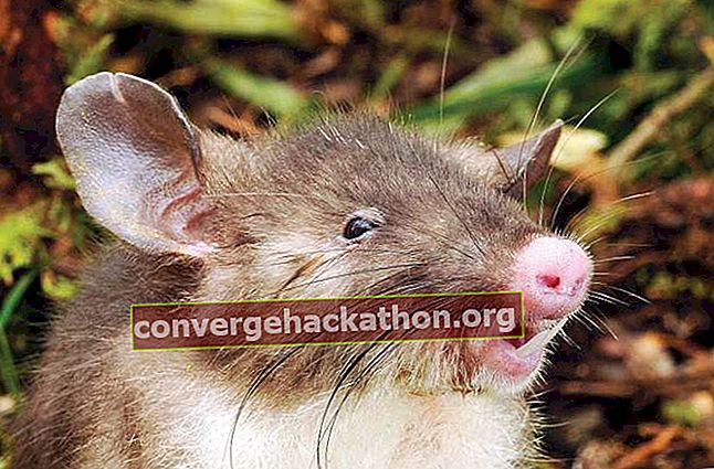rat à nez de porc (Hyorhinomys stuempkei)