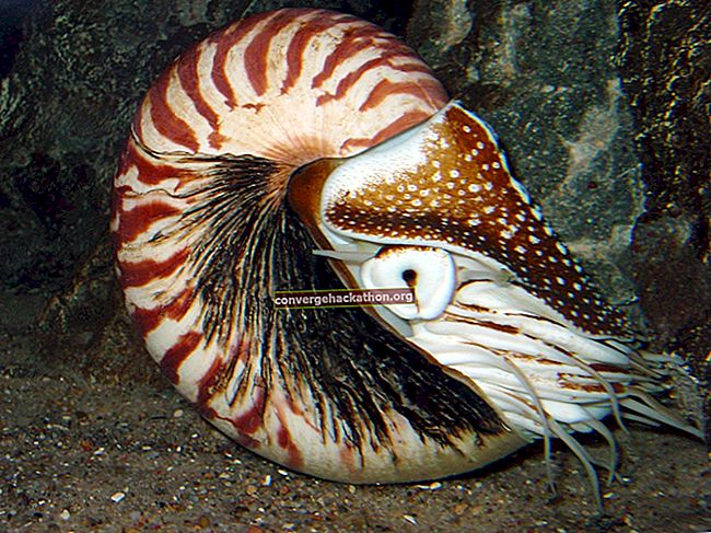 Il Nautilus con camera