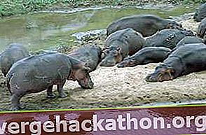 Flodhästar (Hippopotamus amphibius).