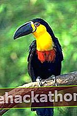 Kanal faturalı toucan (Ramphastos vitellinus).