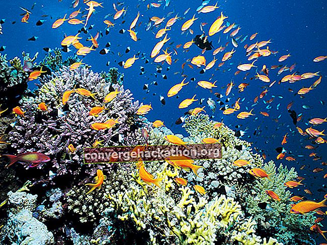 Arrecife de coral, Mar Rojo
